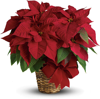 Red Poinsettia