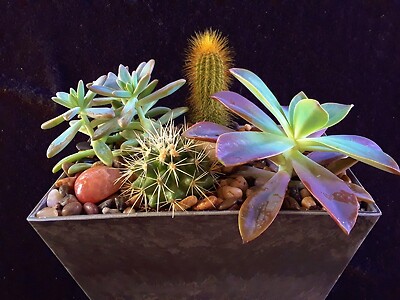 &quot;Can&#039;t Touch This&quot; Cacti &amp; Succulent Garden